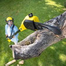 Best Tree Preservation Services  in Westfield, MA